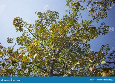 Bombax ceiba tree stock image. Image of tree, plant - 206630991