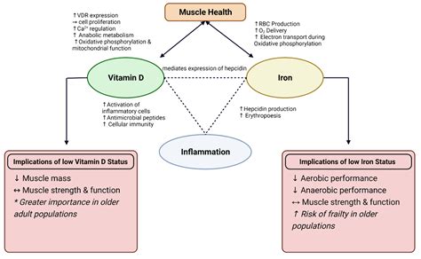 Nutrients Free Full Text Influences Of Vitamin D And Iron Status On