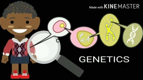 INTRODUCTION TO GENETICS YouTube