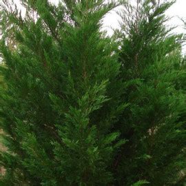 Cypr S De Lambert Vente Cupressus Macrocarpa