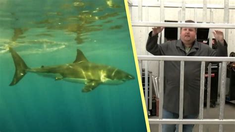 New shark cage diving experience is coming to Canada