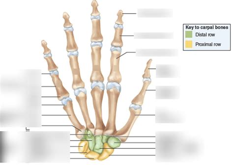 Hand Diagram Diagram Quizlet