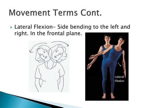 anatomical terms  movement flexion rotation
