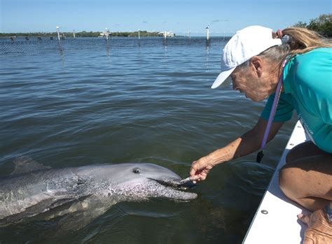 Rehabilitated dolphin leaves quarantine at Florida facility