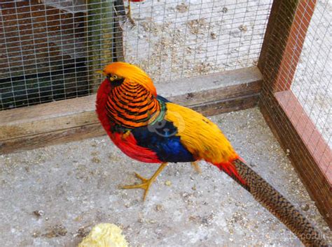 Golden Pheasant Aviary