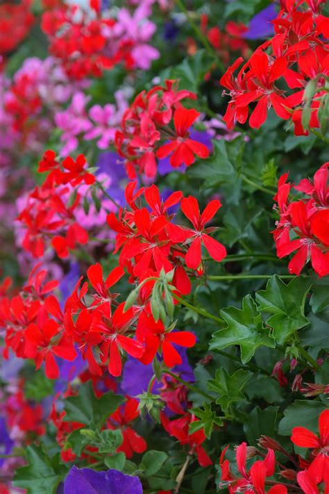 Red Geranium 1080p 2k 4k 5k Hd Wallpapers Free Download Wallpaper Flare