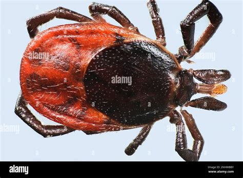 Castor Bean Tick Ixodes Ricinus Dangerous Transmitter Of Both