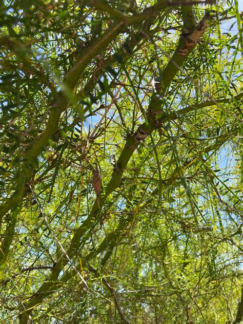 Palo Verde Tree Seeds | Etsy