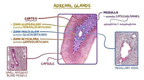 Epithelium Of Adrenal Gland Medizzy