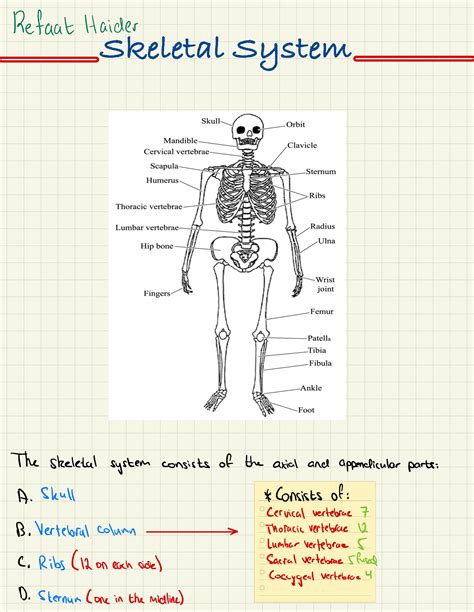 SOLUTION: General Anatomy-the skeletal system - Studypool