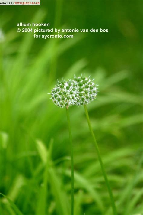 宽叶韭Allium hookeri Thwaites 植物图片库 植物通