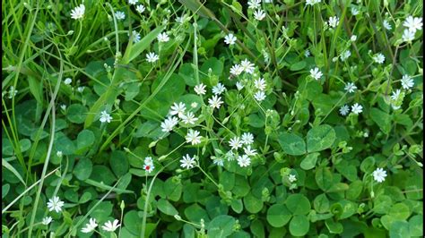 A0105 벼룩나물stellaria Alsine Var Undulata Thunb Ohwi 영어명 Sandwort