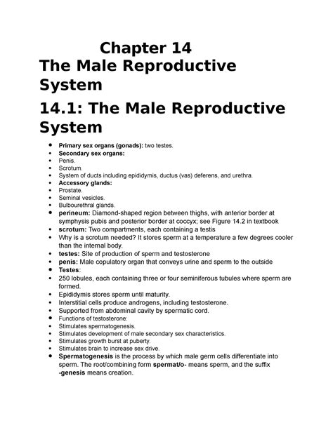 Chapter 14 Med Term Notes Chapter 14 The Male Reproductive System 14 The Male Reproductive