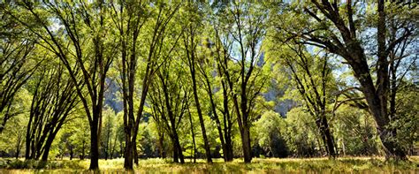 Black Oak Tree - Southern Pride Tree Farm