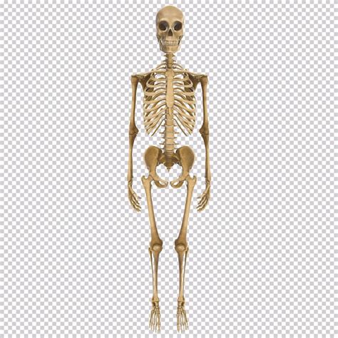 Vista Frontal Limpia Y Realista Para El Esqueleto Del Cuerpo Humano En