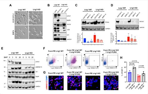 Figure From Lrig Regulates The Balance Between Proliferation And