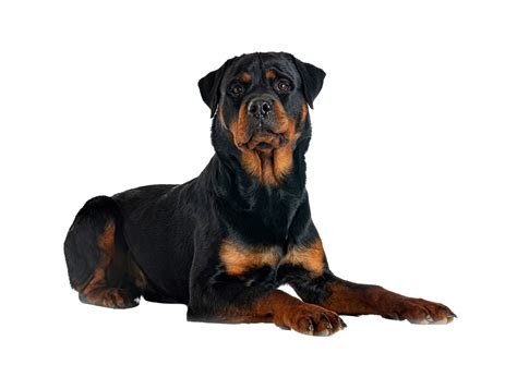 STATERA - Сухие корма для собак и кошек с доставкой по всей России