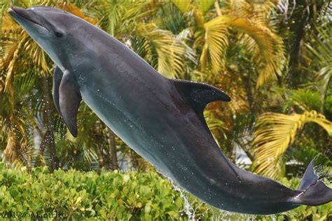 Cobalt (MSQ) | Captive Cetaceans Wiki | Fandom