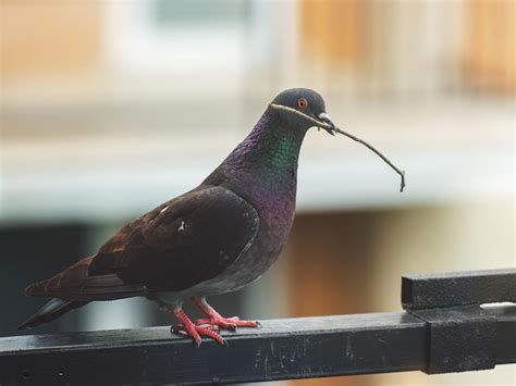 Pigeon Nesting Habits and Behavior: An In-depth Look | Birdfact