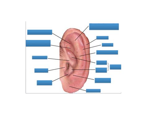 anatomy of the outer ear Quiz