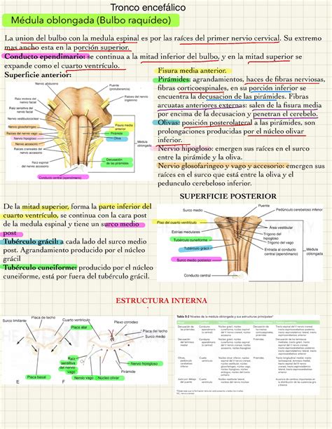 Tallo Cerebral Y Cerebelo Tronco Encefálico Médula Oblongada Bulbo