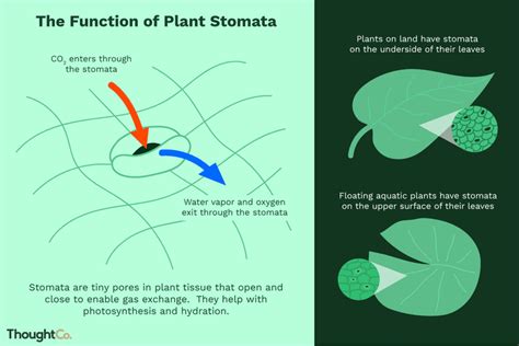 Stomata - Types - Botany Notes - For W.B.C.S. Examination.