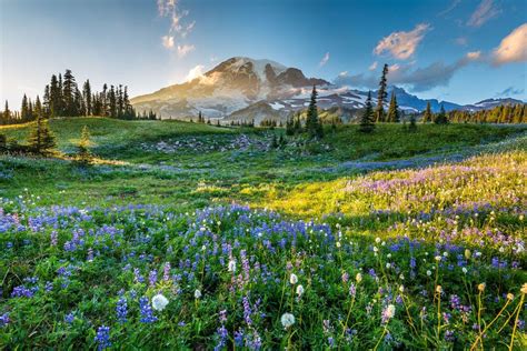 10 Of The Prettiest Flower Fields In The World