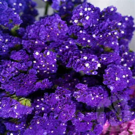 Kermėkas karpytalapis Limonium Sinuatum šviesiai melsvas sėklos 70