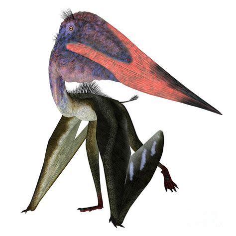 Zhejiangopterus Pterosaur Walking Digital Art By Corey Ford Pixels