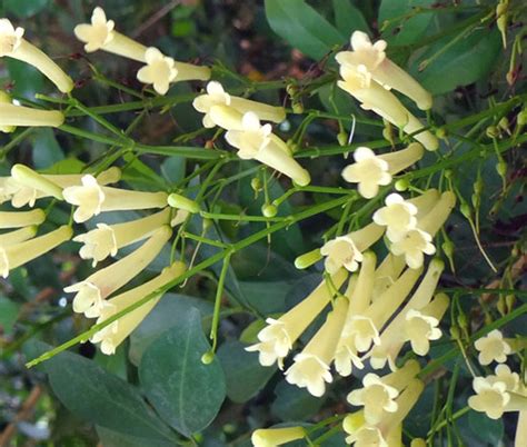 Cigar Plant Scarlet Cuphea Ignea Coan Seeds