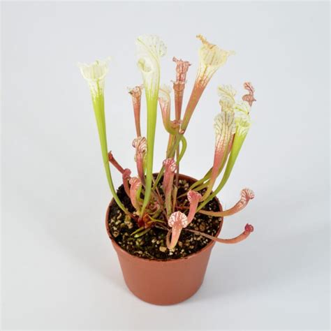 Sarracenia Leucophylla Var Alba Dfl Diflora