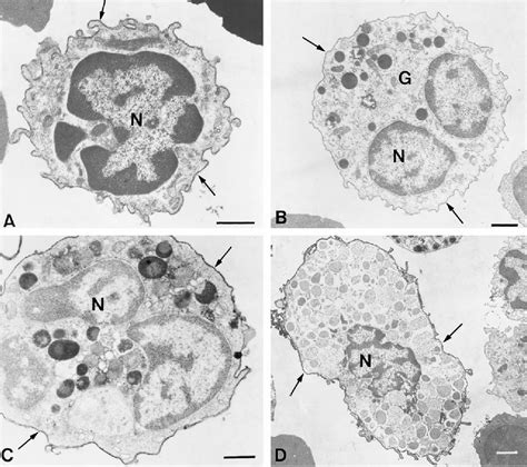 Figure 3 From Identification And Isolation Of Rat Bone Marrow Derived