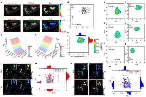 Intracellular Calibration Of Chlorophore And Chlorophorely A