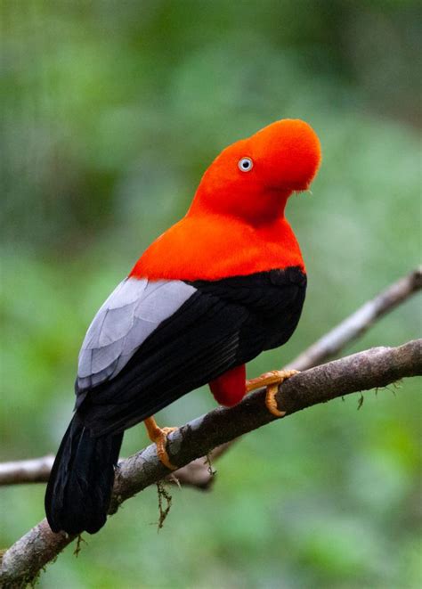 8 BEST Birding Tour Companies in Peru! (2025) - Bird Watching HQ