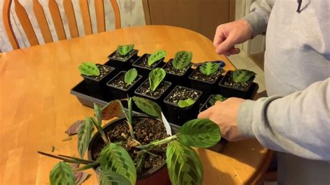 The Best Way To Propagate Prayer Plants Maranta Leuconeura Youtube