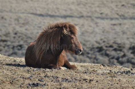 Roan Icelandic Horse Resting on a Farm Stock Photo - Image of equine ...