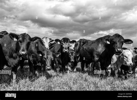 Close-up black and white image of commercial beef bull and cows with ...