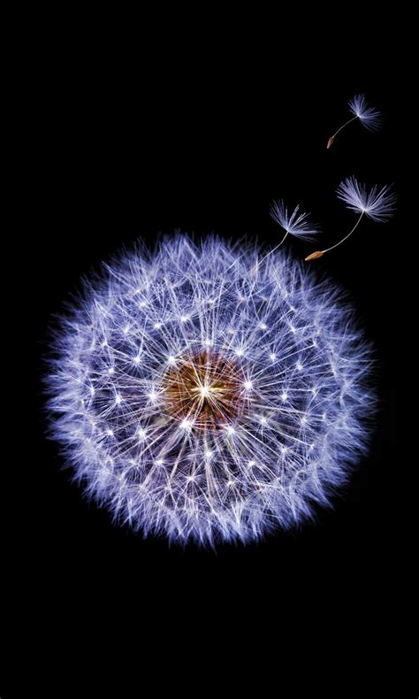 Dandelion Flower Samsung Galaxy S Stock K Wallpapers Hd Wallpapers