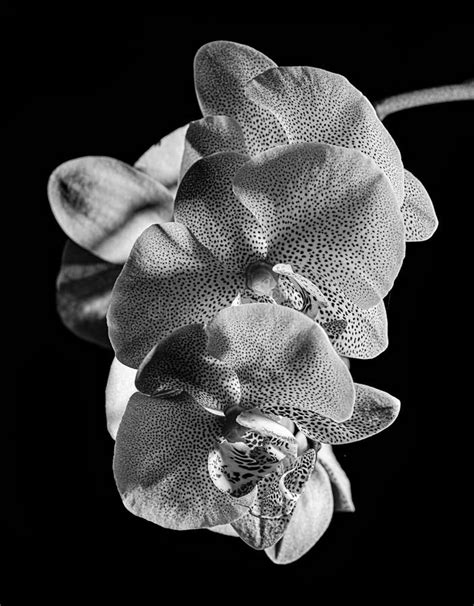 White Orchid on Black Background Stock Image - Image of closeup, beauty ...