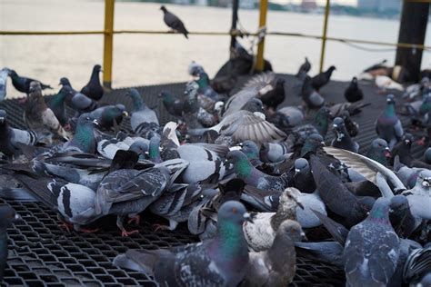 Riesgos De Las Plagas De Aves En Negocios Quipons