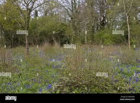 Common Hazel Corylus Avellana Coppice Cut One Year Ago Vigourous Re