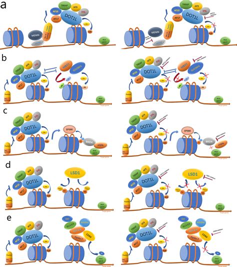 Schematic Model For DOT1L And Other Epigenetic Regulator Mediated Gene