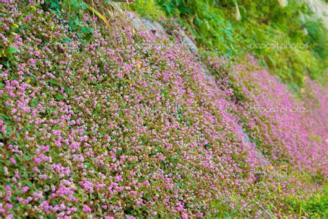 Flowers of polygonum Stock Photo by ©kenjii 36504579