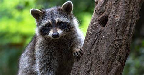 Raccoon Dog Vs Raccoon: What Are the Differences? - IMP WORLD