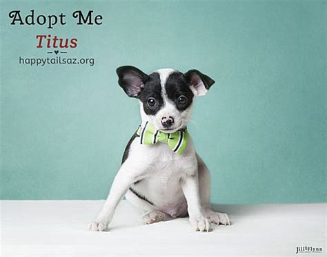 Chandler Az Chihuahua Meet Titus A Pet For Adoption