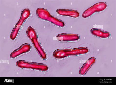 Clostridia bacteria hi-res stock photography and images - Alamy