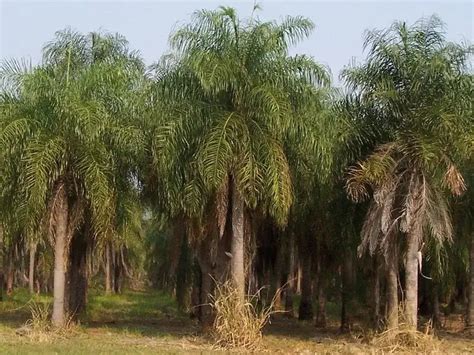 What Kind Of Fruits Grow On Palm Trees? [10 Most Common Ones]