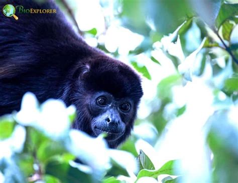 Mantled howler monkey Characteristics | Alouatta palliata Diet & Facts