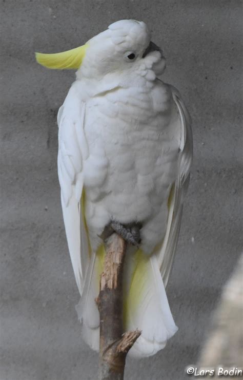 Cacatua Sulphurea Yellow Crested Cockatoo Encyclopedia Of Parrots