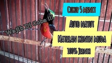 Konin Gacor Full Isian Ngobra Nembak Ngeroll Cocok Buat Terapai